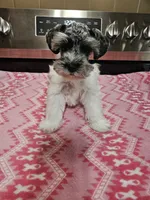 Blue tan merle parti female mega coated ready to go now!, a female Miniature Schnauzer for sale in Niles, MI – 4 of 5