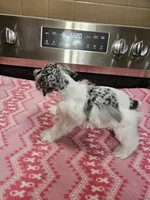Blue tan merle parti female mega coated ready to go now!, a female Miniature Schnauzer for sale in Niles, MI – 2 of 5