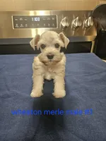  wheaton merle #1 (M) 2 blue eyes, a male Miniature Schnauzer for sale in Niles, MI – 2 of 10