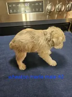  wheaton merle #2 Has 2 hazel eyes, a male Miniature Schnauzer for sale in Niles, MI – 2 of 4