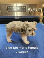 Blue tan merle female blue eye ready to go now , a female Miniature Schnauzer for sale in Niles, MI – 4 of 5