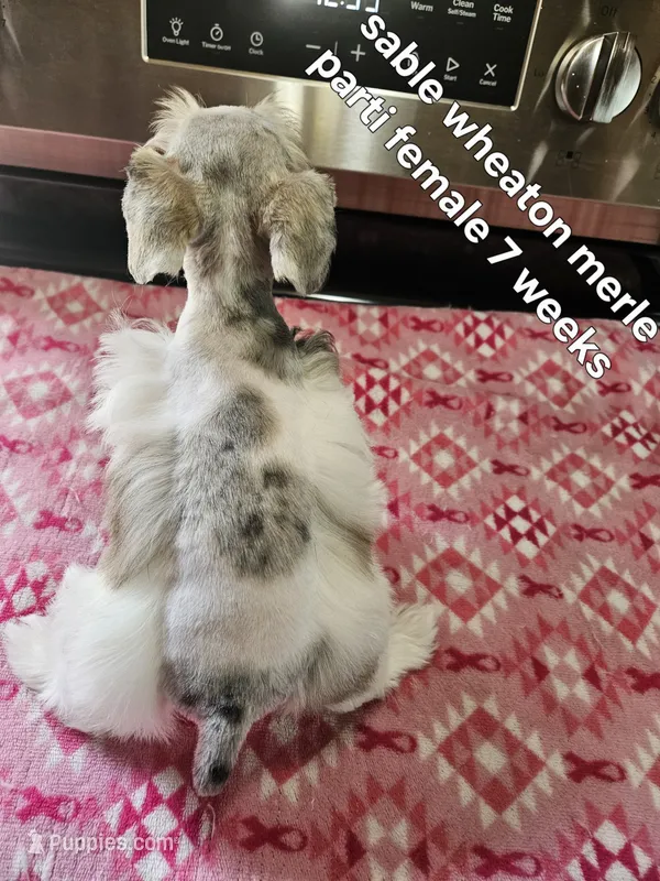 Sable wheaton merle parti female blue eye – Miniature Schnauzer puppy for sale in Niles, MI