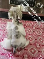 Sable wheaton merle parti female blue eye ready to go now , a female Miniature Schnauzer for sale in Niles, MI – 1 of 5