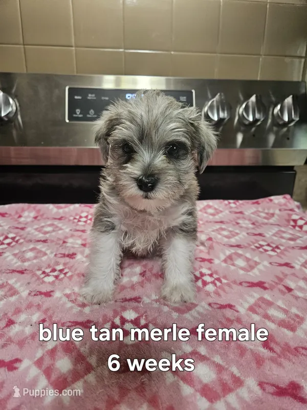 Blue tan merle female blue eye – Miniature Schnauzer puppy for sale in Niles, MI