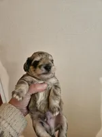 Blue tan merle male, a male Miniature Schnauzer for sale in Niles, MI – 4 of 5