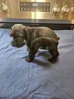 Black male ready to go now!, a male Miniature Schnauzer for sale in Niles, MI – 2 of 4