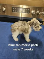 Blue tan merle parti male , a male Miniature Schnauzer for sale in Niles, MI – 4 of 5