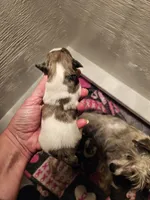 Blue merle parti female, a female Miniature Schnauzer for sale in Niles, MI – 2 of 2