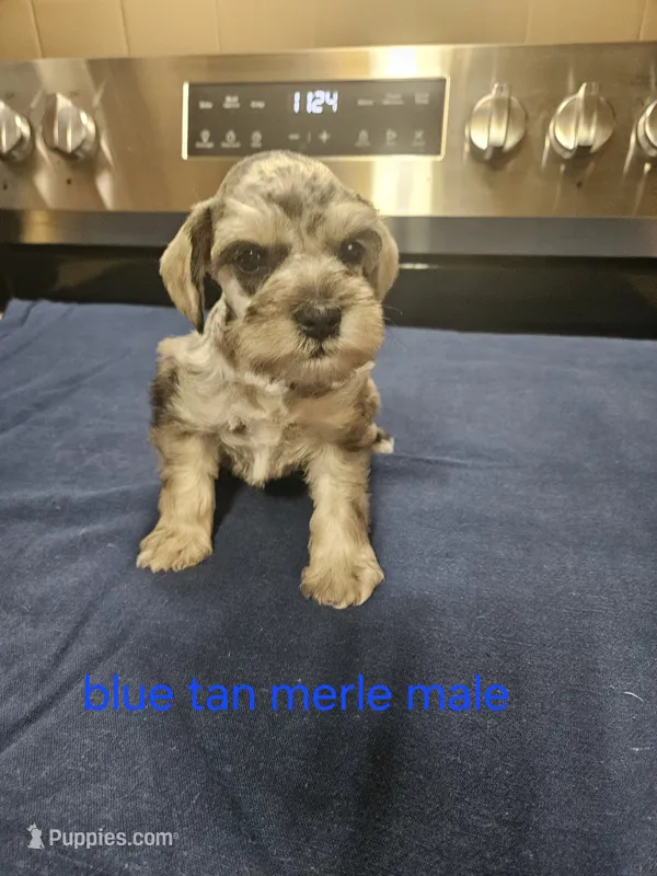 Blue tan merle male – Miniature Schnauzer puppy for sale in Niles, MI