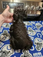 Last male left!! Black male ready to go now!, a male Miniature Schnauzer for sale in Niles, MI – 3 of 4