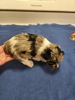 Blue merle parti male #1, a male Miniature Schnauzer for sale in Niles, MI – Photo 2 of 4