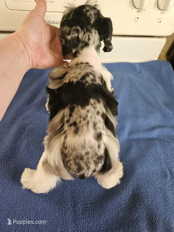 Blue merle parti male #1 rtg