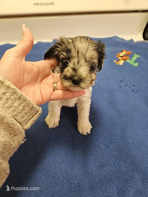 Blue merle parti male #1