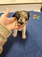 Blue merle parti male #1, a male Miniature Schnauzer for sale in Niles, MI – Photo 1 of 4