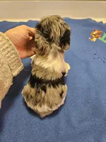 Blue merle parti male #1, a male Miniature Schnauzer for sale in Niles, MI – Photo 4 of 4