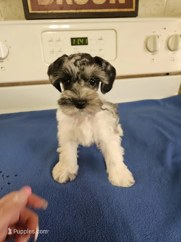 Blue merle parti male #1 rtg