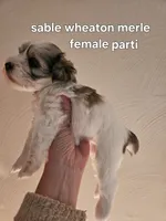 Sable wheaton merle parti female blue eye, a female Miniature Schnauzer for sale in Niles, MI – 4 of 5