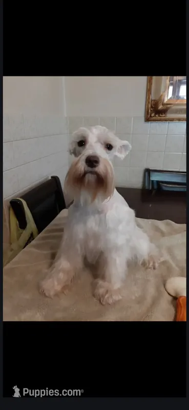 Molli, a female Miniature Schnauzer for sale in Niles, MI – 1 of 1