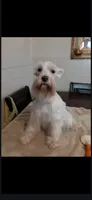 Molli, a female Miniature Schnauzer for sale in Niles, MI – 1 of 1