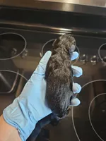 Black male, a male Miniature Schnauzer for sale in Niles, MI – Photo 2 of 2