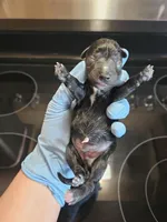 Black male, a male Miniature Schnauzer for sale in Niles, MI – Photo 1 of 2