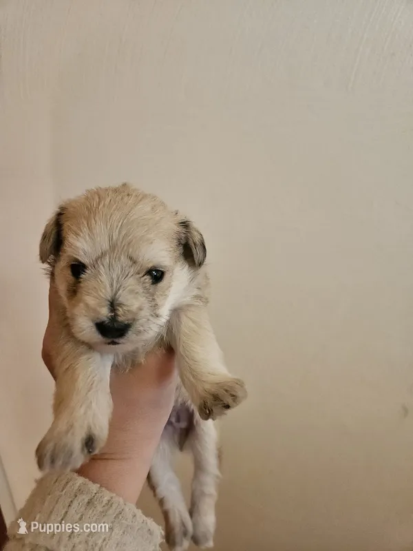 Sable wheaton tan pepper merle #2 – Miniature Schnauzer puppy for sale in Niles, MI