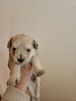 Sable wheaton tan pepper merle #2, a male Miniature Schnauzer for sale in Niles, MI – 1 of 5