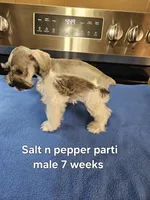 Salt n pepper parti male ready to go now, a female Miniature Schnauzer for sale in Niles, MI – 3 of 4