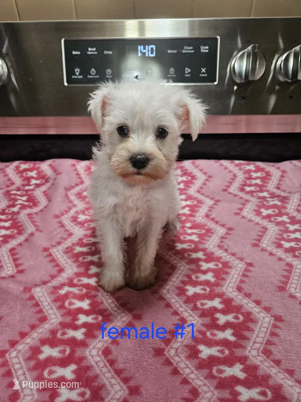 toy wheaton (f) 2 blue eyes – Miniature Schnauzer puppy for sale in Niles, MI