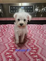 toy wheaton (f) 2 blue eyes ready to go!, a female Miniature Schnauzer for sale in Niles, MI – 1 of 5