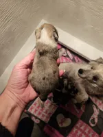 Blue tan merle female, a female Miniature Schnauzer for sale in Niles, MI – 2 of 2