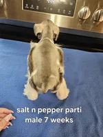 Salt n pepper parti male ready to go now, a female Miniature Schnauzer for sale in Niles, MI – 2 of 4