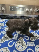 Last male left!! Black male ready to go now!, a male Miniature Schnauzer for sale in Niles, MI – 4 of 4