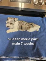 Blue tan merle parti male , a male Miniature Schnauzer for sale in Niles, MI – 5 of 5
