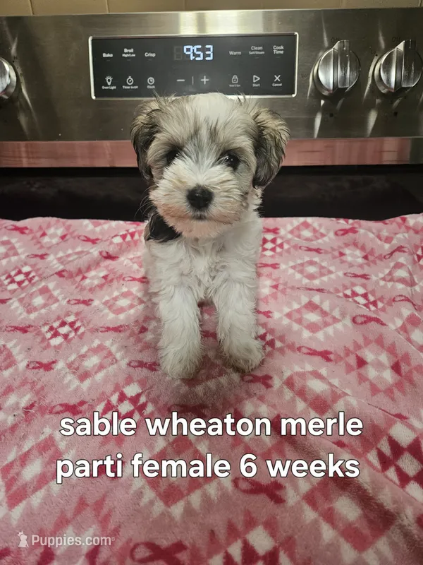 Sable wheaton merle parti female blue eye – Miniature Schnauzer puppy for sale in Niles, MI