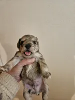 Blue tan merle male, a male Miniature Schnauzer for sale in Niles, MI – 5 of 5