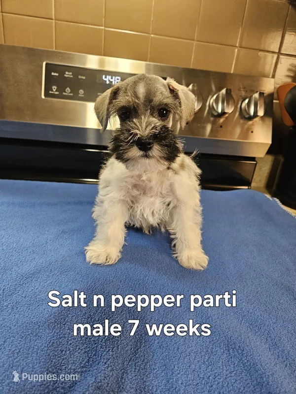 Salt n pepper parti male ready to go now – Miniature Schnauzer puppy for sale in Niles, MI
