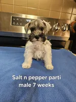 Salt n pepper parti male ready to go now, a female Miniature Schnauzer for sale in Niles, MI – 1 of 4