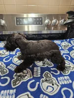 Last male left!! Black male ready to go now!, a male Miniature Schnauzer for sale in Niles, MI – 2 of 4