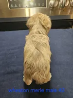  wheaton merle #2 Has 2 hazel eyes, a male Miniature Schnauzer for sale in Niles, MI – 3 of 4