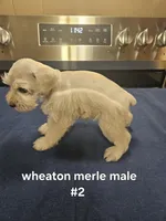  wheaton merle #2 Has 2 hazel eyes! Ready to go now!, a male Miniature Schnauzer for sale in Niles, MI – 2 of 7