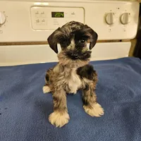 SPECIAL!!! Blue merle male , a male Miniature Schnauzer for sale in Niles, MI – Photo 4 of 5