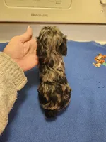 Blue merle male, a male Miniature Schnauzer for sale in Niles, MI – Photo 2 of 4