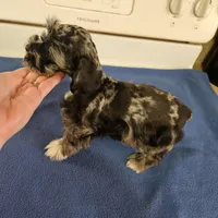 SPECIAL!!! Blue merle male , a male Miniature Schnauzer for sale in Niles, MI – Photo 3 of 5