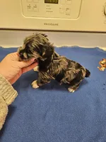 Blue merle male, a male Miniature Schnauzer for sale in Niles, MI – Photo 4 of 4