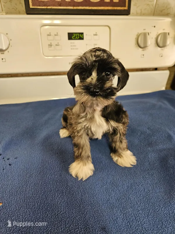 Blue merle male rtg now