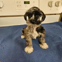SPECIAL!!! Blue merle male , a male Miniature Schnauzer for sale in Niles, MI – Photo 1 of 5