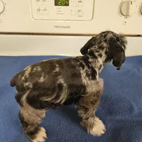 SPECIAL!!! Blue merle male , a male Miniature Schnauzer for sale in Niles, MI – Photo 5 of 5