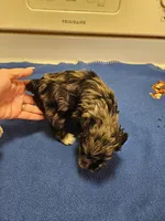 Blue merle male, a male Miniature Schnauzer for sale in Niles, MI – Photo 3 of 4