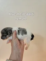 Blue merle parti female , a female Miniature Schnauzer for sale in Niles, MI – 3 of 4